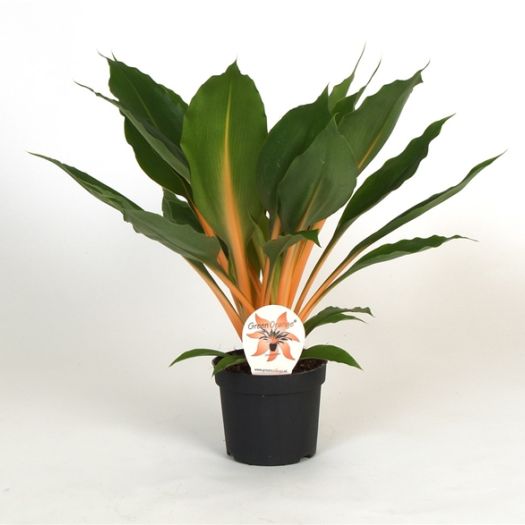 Chlorophytum (Grünlilie) Green-Orange T12