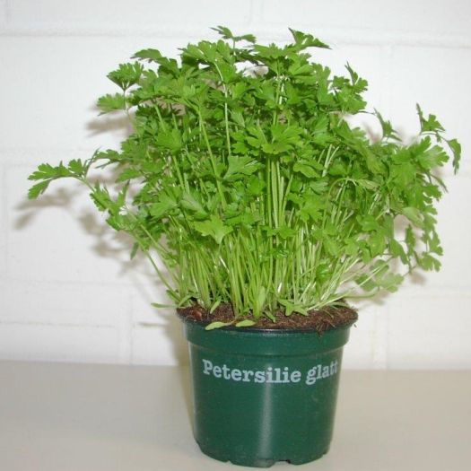 Petersilie glatt Bio
