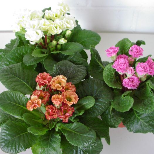 Primula acaulis `Barock` T11