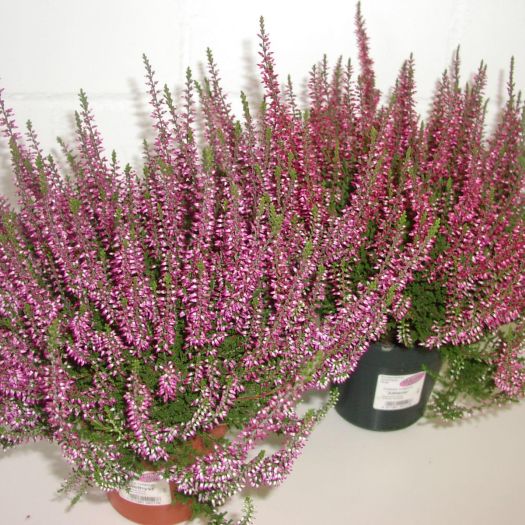 Calluna `Garden Girls` winterhart T12