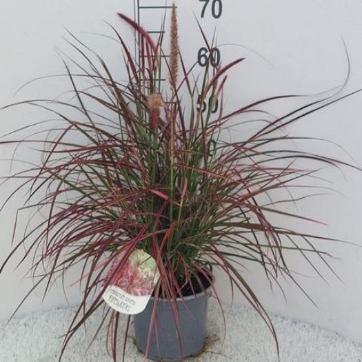 Pennisetum (Lampenputzergras) Solitär T19