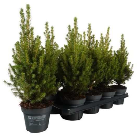 Picea glauca (Zuckerhutfichte) 40/45 T13