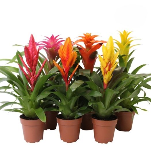 Bromelien `Cupcake` Mix T12
