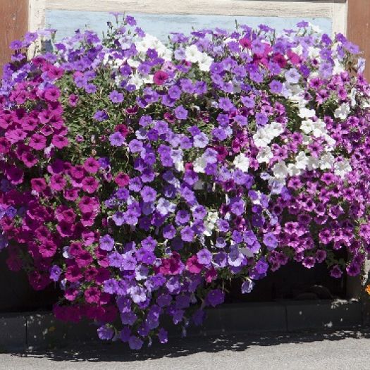 Petunien `AlpeTunia` (Alpenpetunie) T13