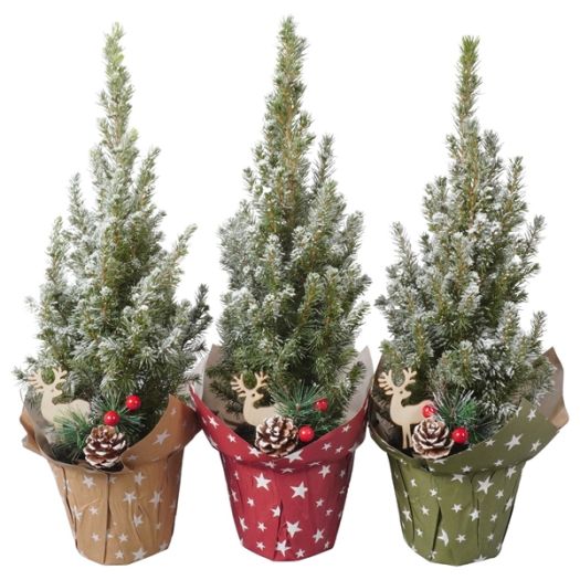 Picea conica Manschette/Snow/Deko 45/50 T13