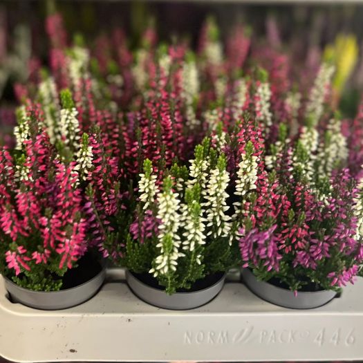 Calluna `Beauty Lady ®` Trio Mini T6