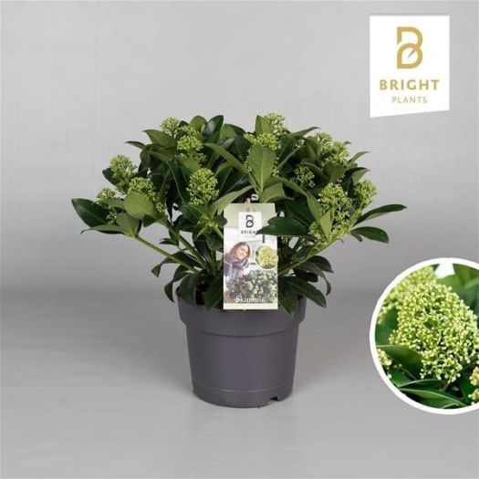 Skimmia jap. 25+ Dolden XXL weiß T19