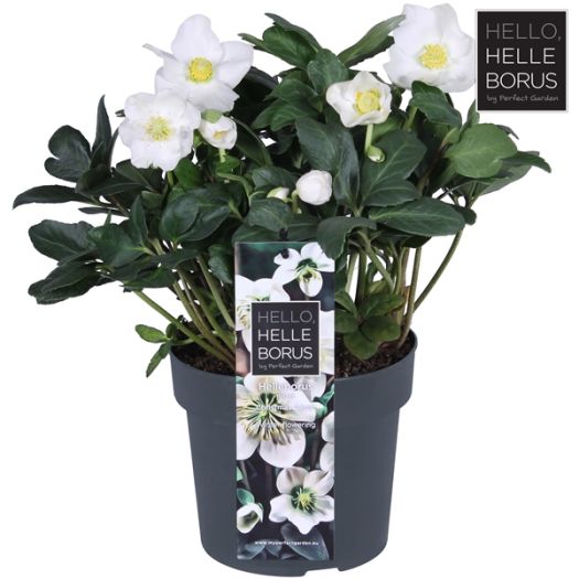 Helleborus `Christmas Carol` XXL T17