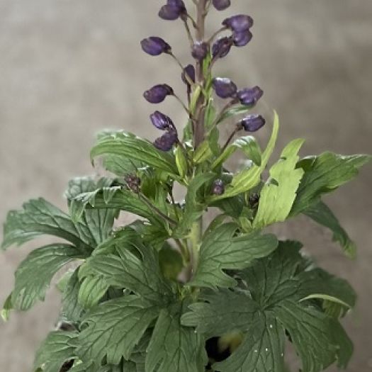 Delphinium (Rittersporn) Solitär T19