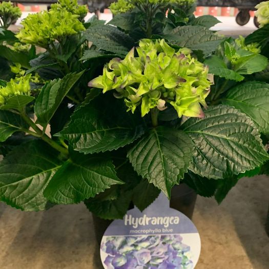 Hydrangea (Bauernhortensie) T23