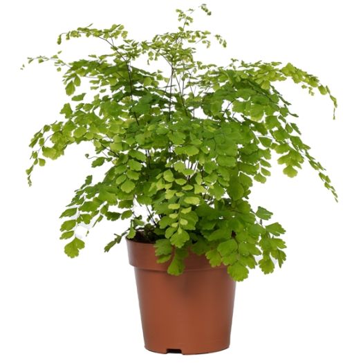 Adiantum (Frauenhaarfarn) T12