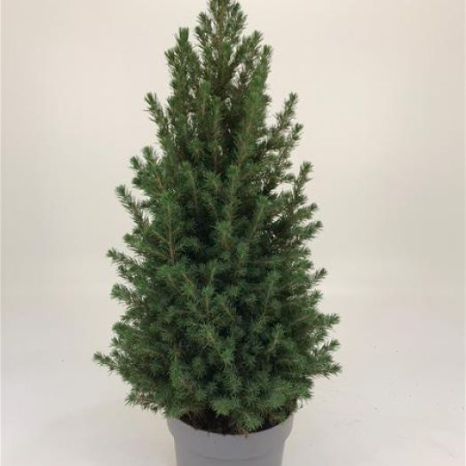 Picea glauca (Zuckerhutfichte) 85/90 T19