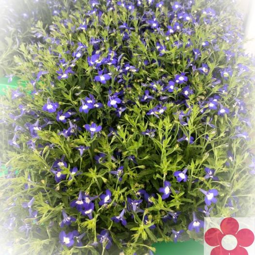 Lobelien `Hot Bavaria` hängend T12