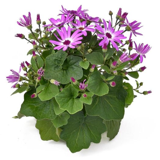 Senecio `Senetti` Extra (Freilandcinerarie) T15