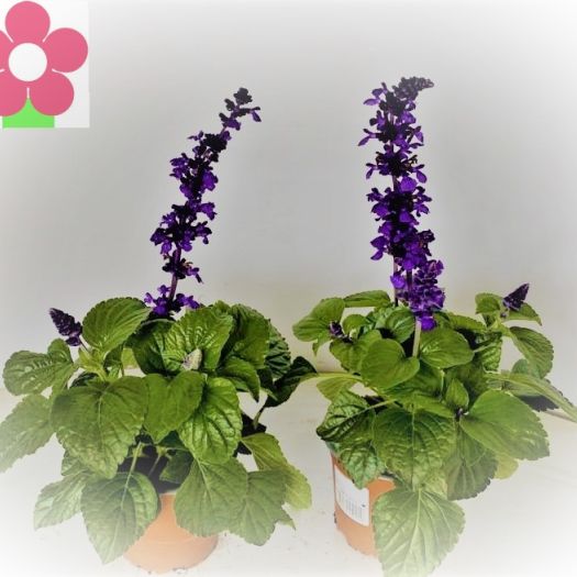 Salvia `MYSTY` (Ziersalbei) T12