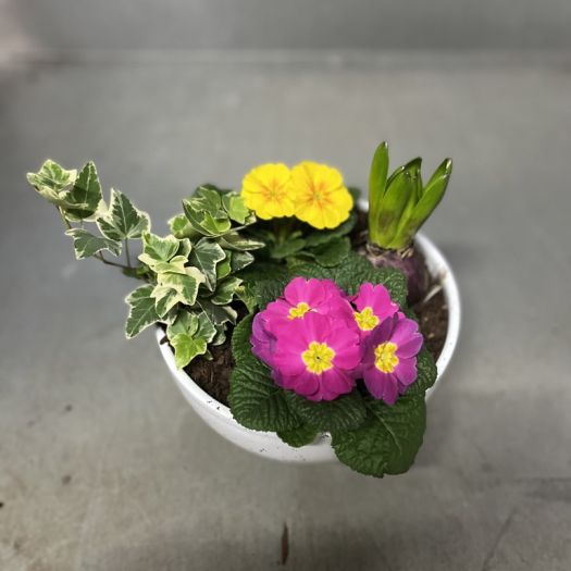 Frühlingsschale Keramik (4 Pflanzen)
