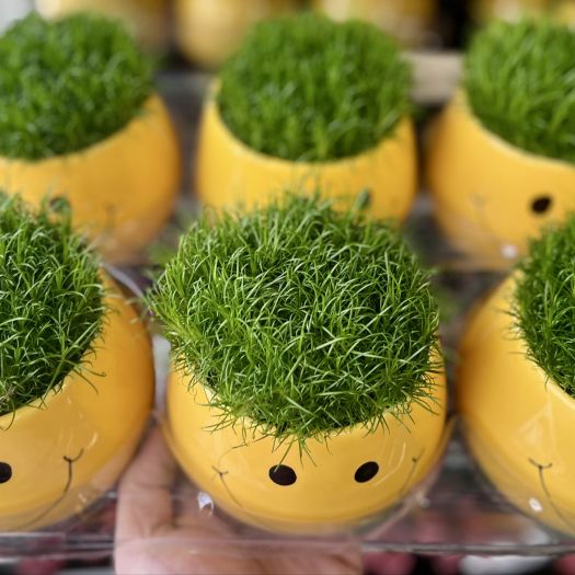 Sagina subulata (Sternmoos) BigSmileyTopf T9
