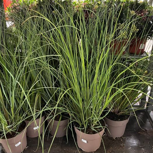 Cortaderia selloana (Pamasgras) Solitär T24