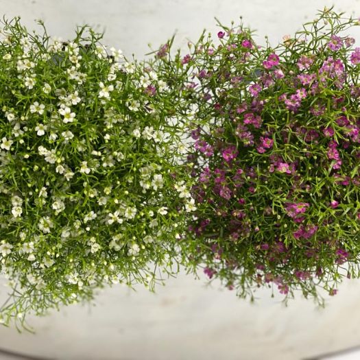 Gypsophilla muralis (Schleierkraut) T13