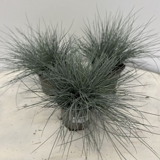 Festuca glauca (Blauschwingel) T12