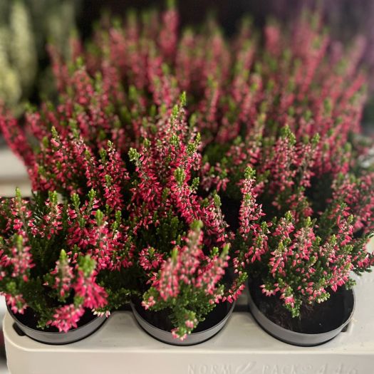 Calluna `Beauty Lady ®` Mini T6