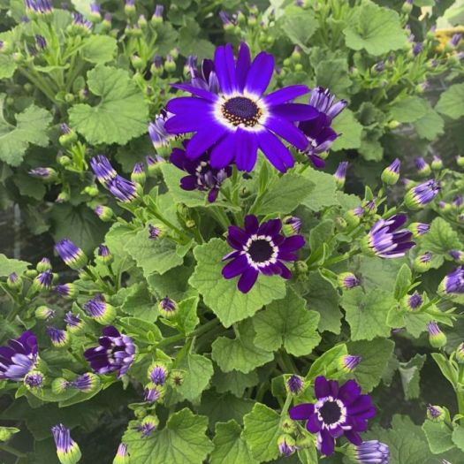 Senecio `Senetti` (Freilandcinerarie) T12