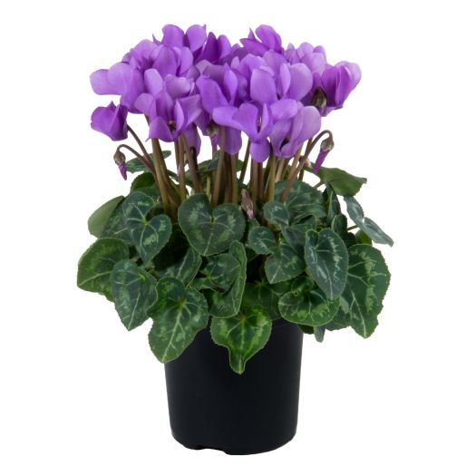 Cyclamen (Alpenveilchen) `Dragon Blue` T11