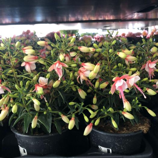 Fuchsien stehend T12