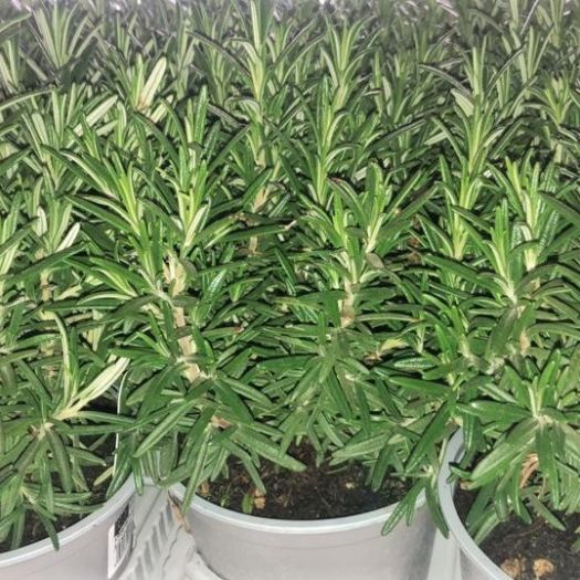 Rosmarin officinalis T12