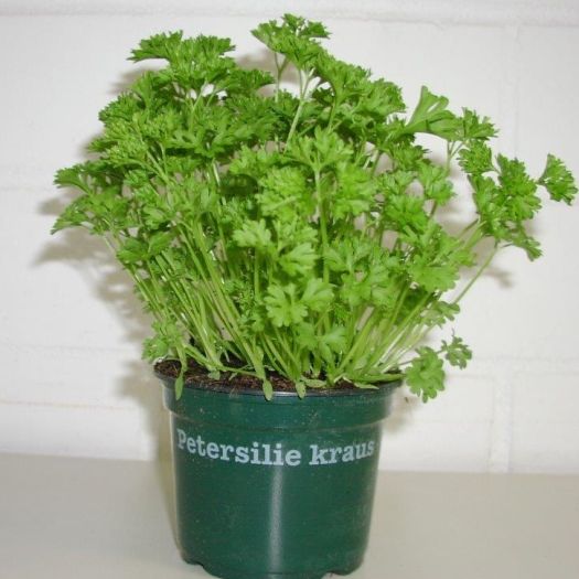 Petersilie kraus Bio