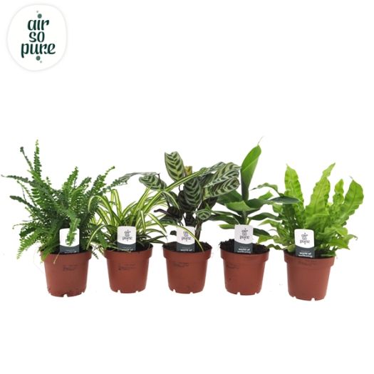 Grünpflanzen Mix "Air so pure" T12