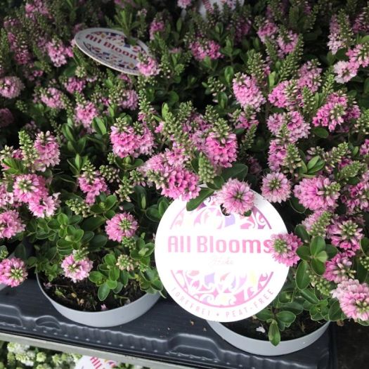 Veronica grünblättrig `All Blooms` T12