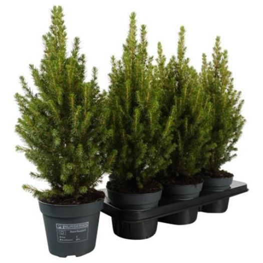 Picea glauca (Zuckerhutfichte) 45/50 T15