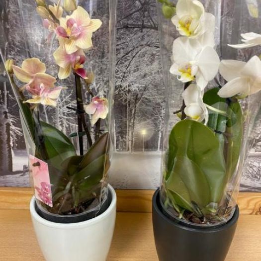 Phalaenopsis `Ich bin aus Bayern` 2 Tack in Keramik