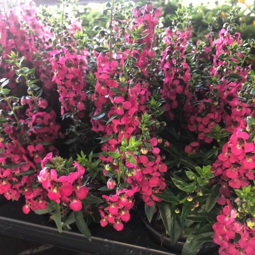 Angelonia (Engelsgesicht) T12