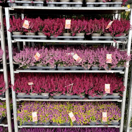 Erica cinerea `Summer Dinner` T12