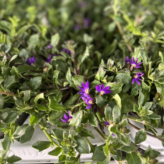 Scaevola (Blaue Fächerblume) T12