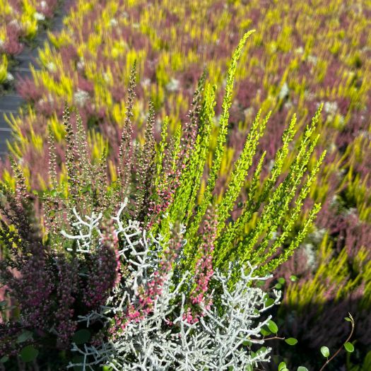 Herbsttraum T13