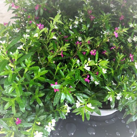 Cuphea `Summer-Twin` (Jap. Myrthe) T13