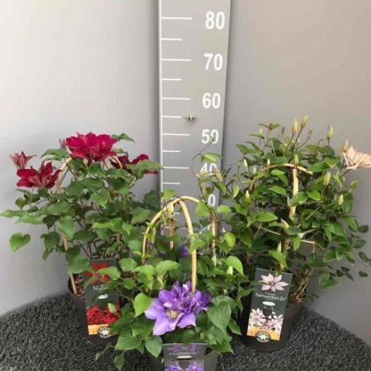 Clematis `Boulevard ®` Doppelbogen T19