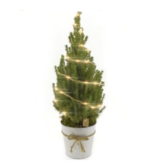 Picea mit Zink/LED 80/90 T19