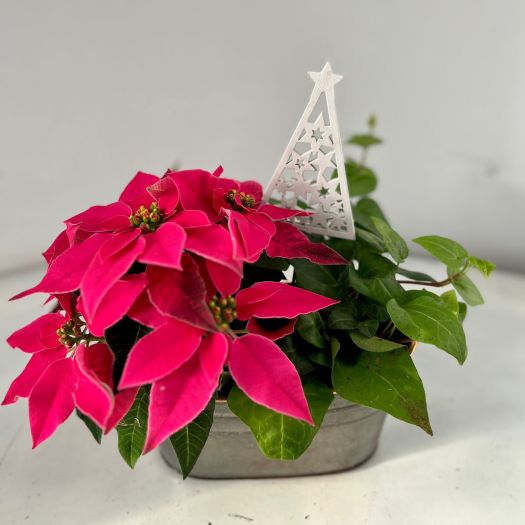 Zinkschale indoor "Santa" oval (2 Pflanzen) 20 cm