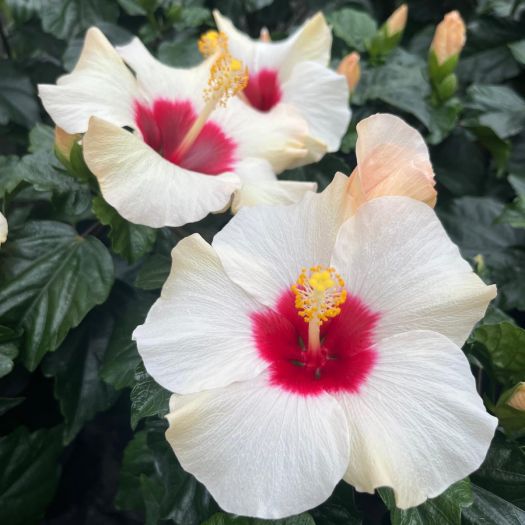 Hibiscus (Roseneibisch) Graff-Selection T12