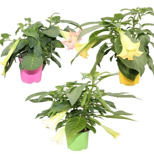 Brugmansia Busch (Engelstrompete) T19