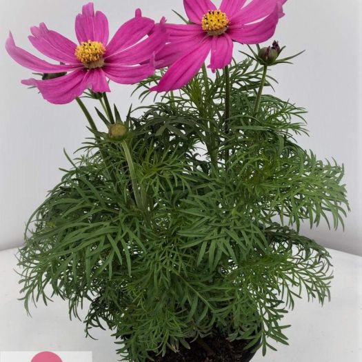 Cosmea (Prachtkörbchen) in Farben T12