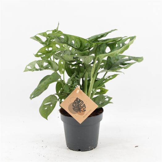 Monstera obliquua (Fensterblatt) 25/30 T12