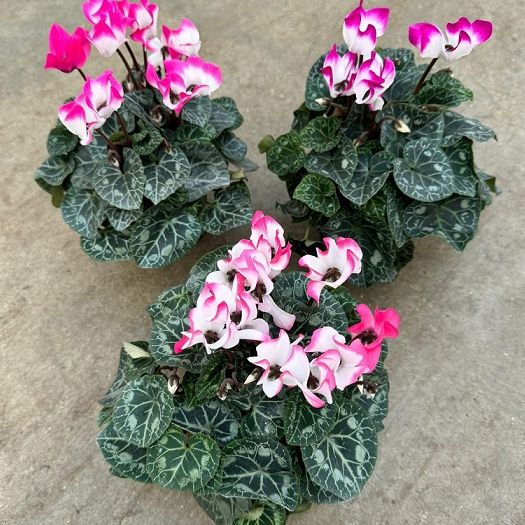 Cyclamen `Indiaka` T12