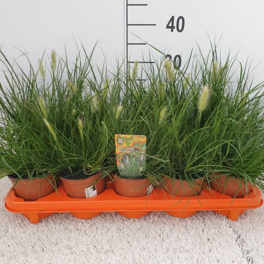 Pennisetum (Lampenputzergras) T12