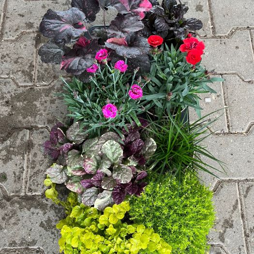 Herbstpflanzen Mix T12