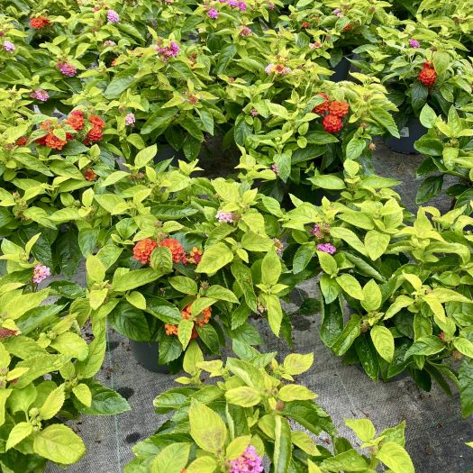 Lantana camara `Trio` 3-farbig T13